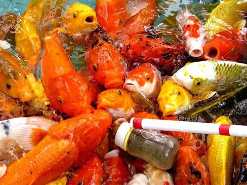 亲亲鱼疗养生馆